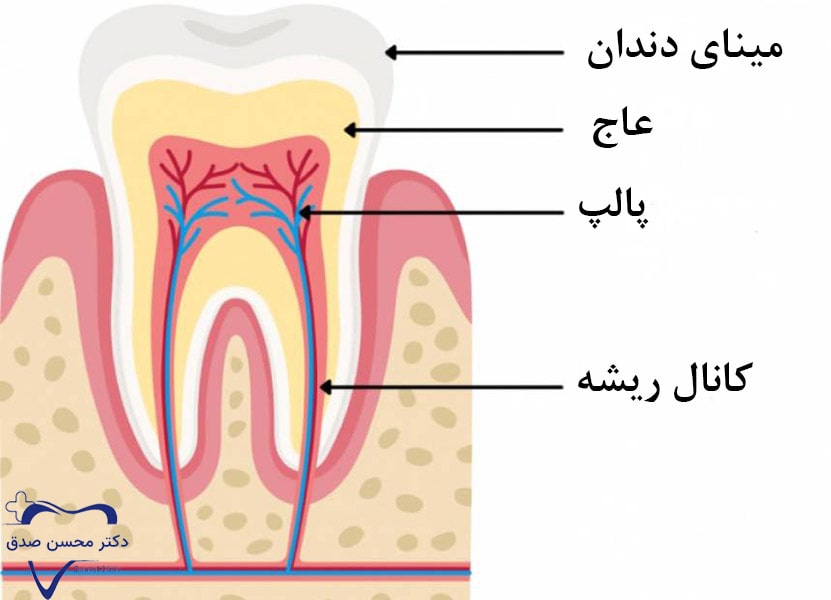 عصب کشی دندان چیست؟